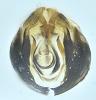 Anaceratagallia ribauti